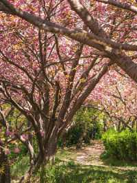 Blossoms by the Sea: Experiencing Spring in Busan
