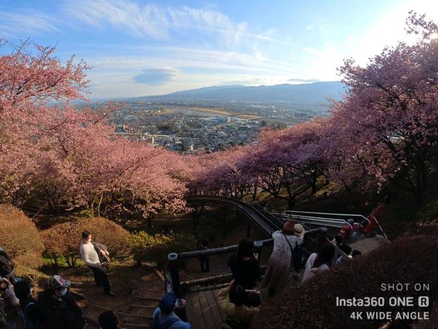 Matsuda Cherry Blossom Festival: Early Spring Charm in Kanagawa