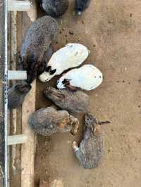 アルパカワールド！動物と触れ合える！