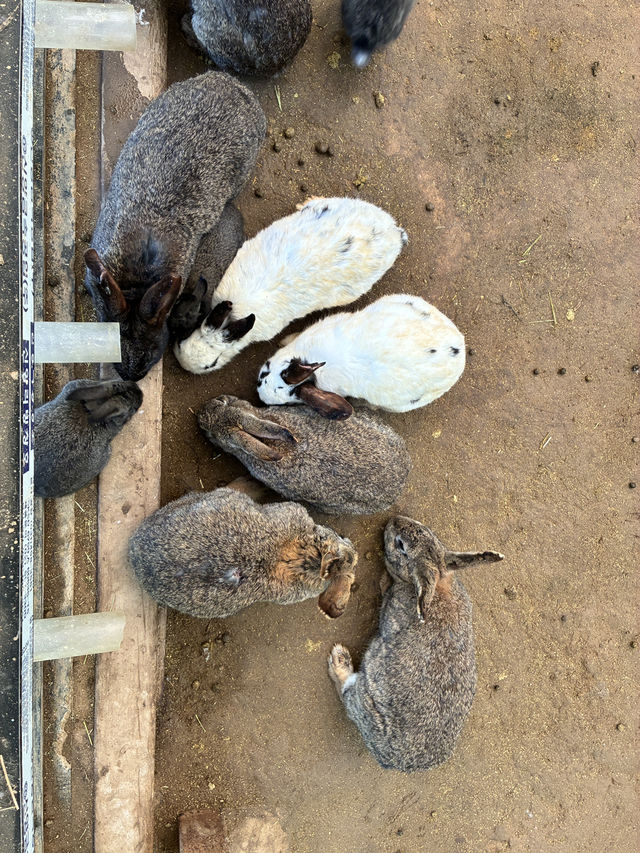 アルパカワールド！動物と触れ合える！