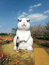 Cheongju in Bloom: A Tranquil Cherry Blossom Retreat 