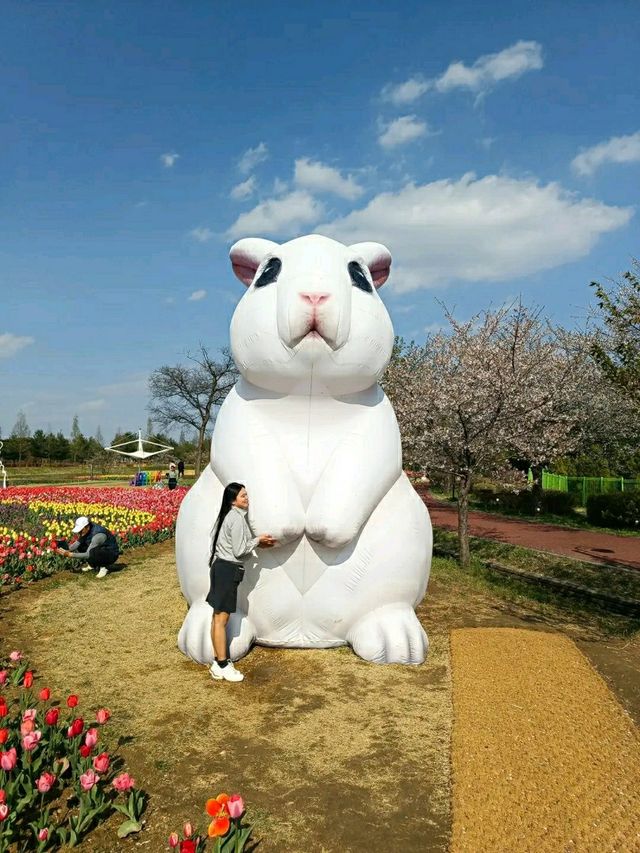 Cheongju in Bloom: A Tranquil Cherry Blossom Retreat 