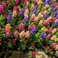 Butchart Gardens – A Floral Wonderland in British Columbia