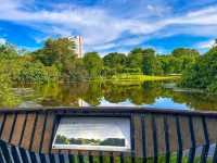 Finding Serenity in the City – A Morning at Eco Lake, Singapore Botanic Gardens