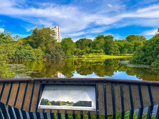 Finding Serenity in the City – A Morning at Eco Lake, Singapore Botanic Gardens