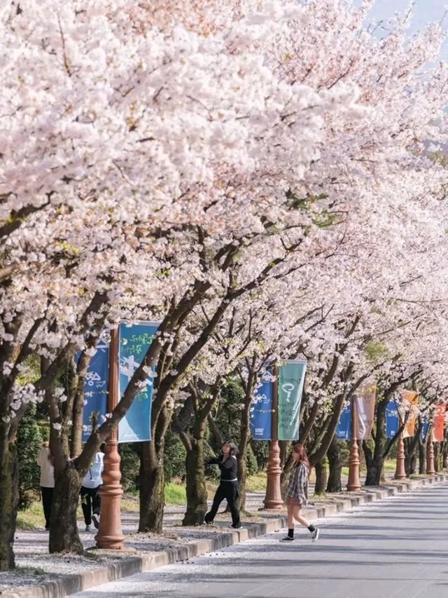 Semyung University: A Tranquil Hub of Innovation in Jecheon