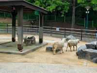 Ulsan Grand Park: South Korea’s Largest Urban Oasis