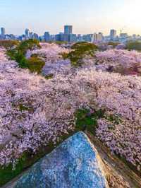 Maizuru Park: A Tranquil Retreat with Historic Echoes in Fukuoka