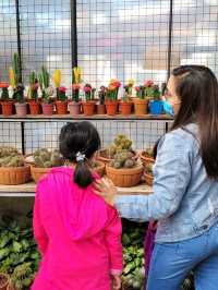 Baguio’s Greenhouse Gems