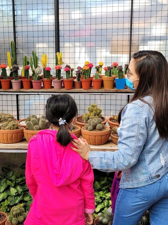 Baguio’s Greenhouse Gems
