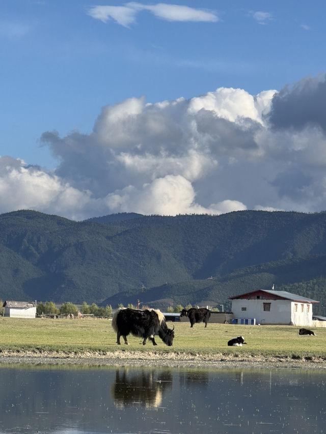 Is it worth staying at Napahai grassland at Shangrila