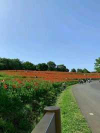 Showa Memorial Park – Tokyo’s Seasonal Wonderland