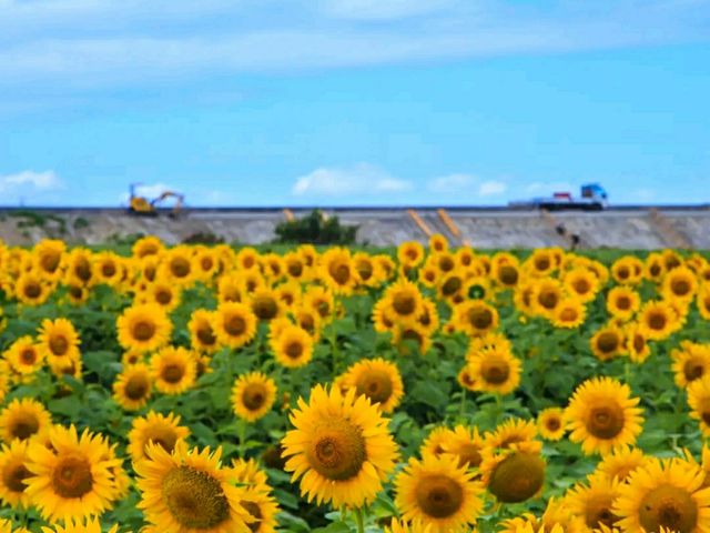 Yanagawa Sunflower Garden – A Golden Oasis by the Sea