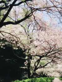 Reflections of Spring at Kagamino Park
