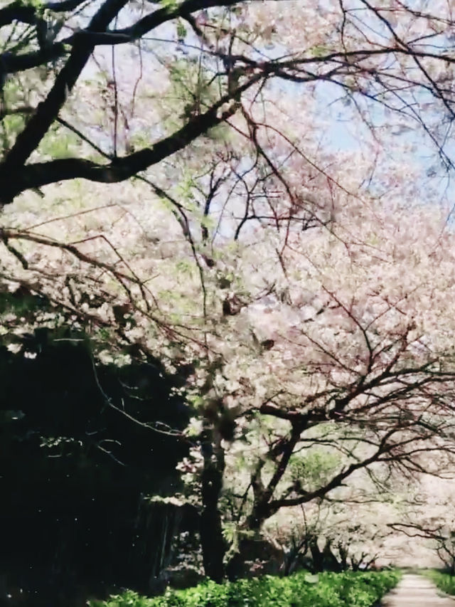 Reflections of Spring at Kagamino Park