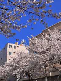 대전 벚꽃 나들이 🌸🩷