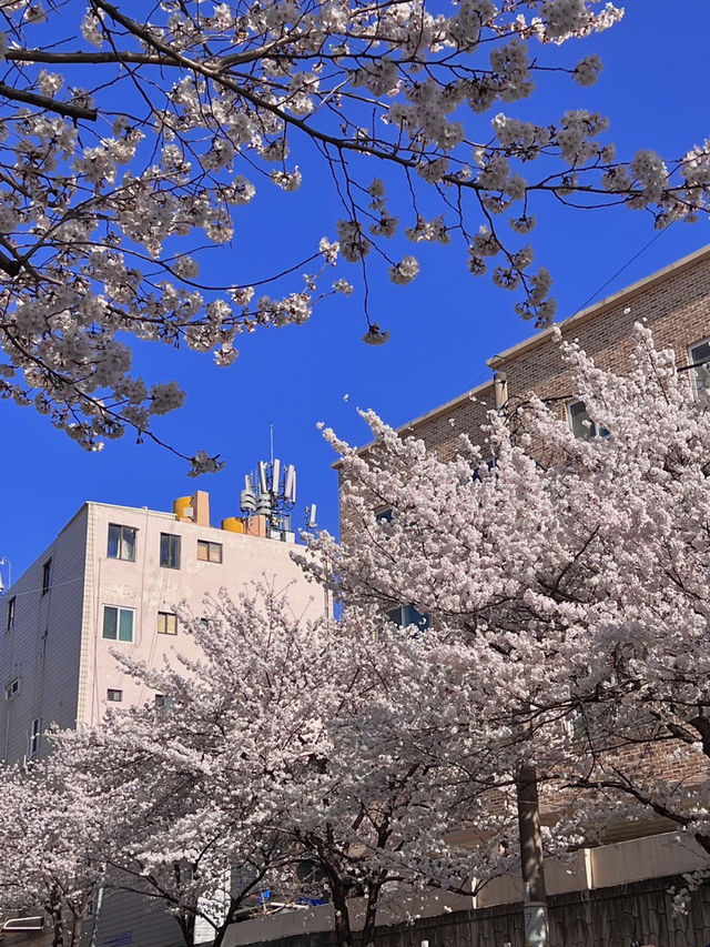 대전 벚꽃 나들이 🌸🩷