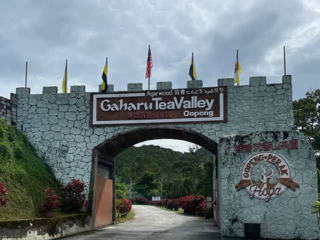 🌿 Gopeng’s Unique Agarwood Hill Tea Garden | Not Your Typical Tea Plantation 🌿