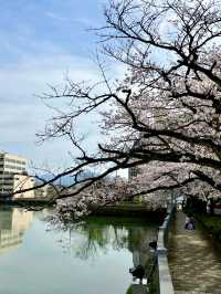 A Day of Quiet Beauty in Fukui