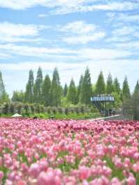 丘一面の春色パレット絶景に包まれる幸せな時間🌷🌼🌸※観光攻略情報付き