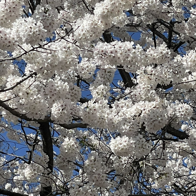 桜祭り🌸in ワシントン