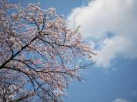 弘前公園櫻花季