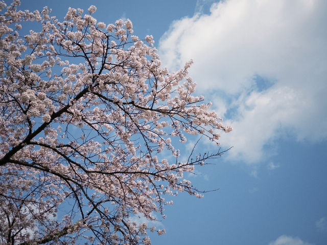 弘前公園櫻花季