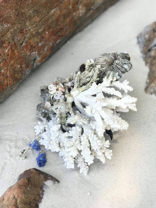 自然の恵みが息づくシミラン諸島。透明な海と多様な生態系を体験できる理想的な旅先です。