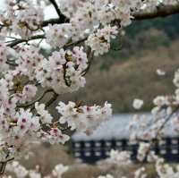 Sakura Reflections in Ouchi-juku: Edo-Era Nostalgia in Bloom