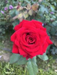 지금은 장미시즌🌹중장장미