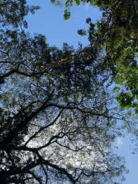 River Breezes & Jungle Vibes: A Weekend in Taman Negara Pahang