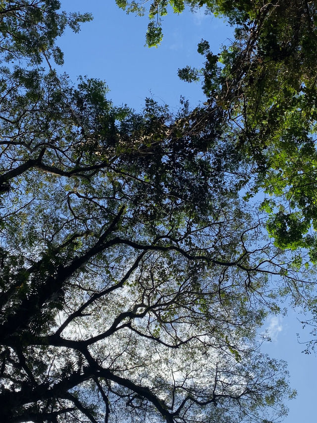 River Breezes & Jungle Vibes: A Weekend in Taman Negara Pahang