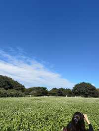 火紅的心-茨城縣國立海濱公園掃把草及自駕觀賞海邊鳥居