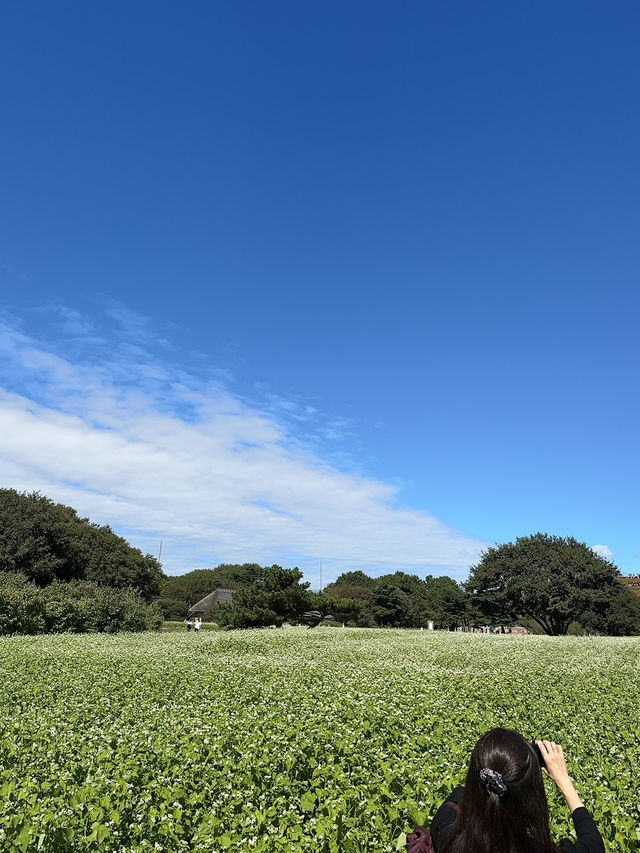 火紅的心-茨城縣國立海濱公園掃把草及自駕觀賞海邊鳥居