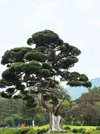 Wandering Around Achimgogyo Arboretum