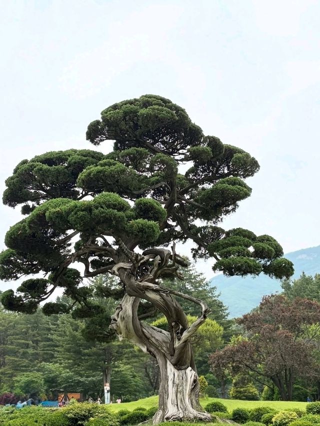 Wandering Around Achimgogyo Arboretum