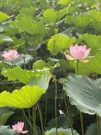 深圳洪湖公園，一年一度的荷花展，千萬不要錯過啊🪷