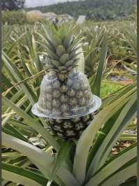 Sky Ladder Pineapple Farm, A Sweet Slice of Agro-Tourism in Port Dickson