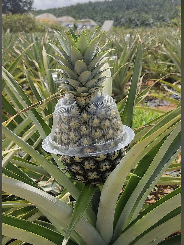 Sky Ladder Pineapple Farm, A Sweet Slice of Agro-Tourism in Port Dickson
