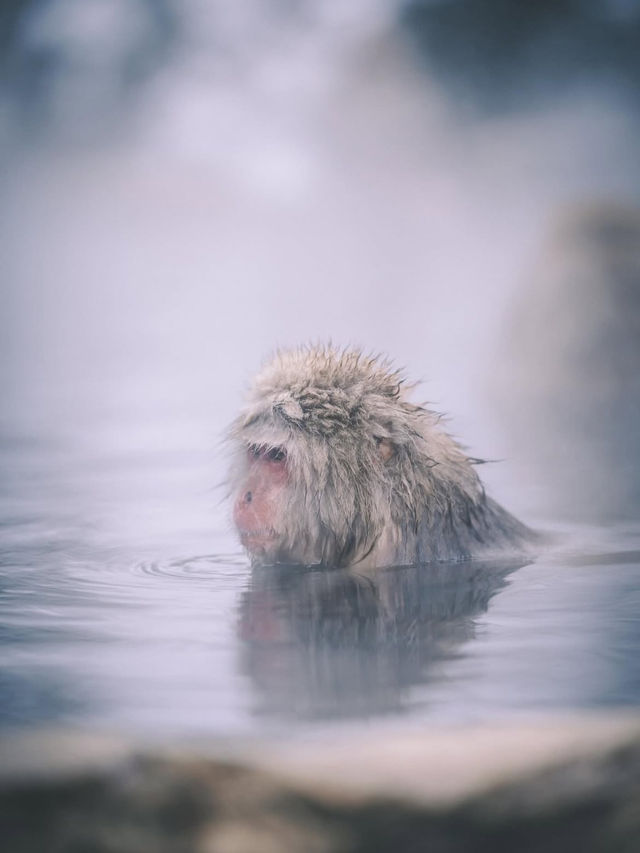 🐒長野・地獄谷野猿公苑｜温泉に浸かるサルたちの癒しスポット