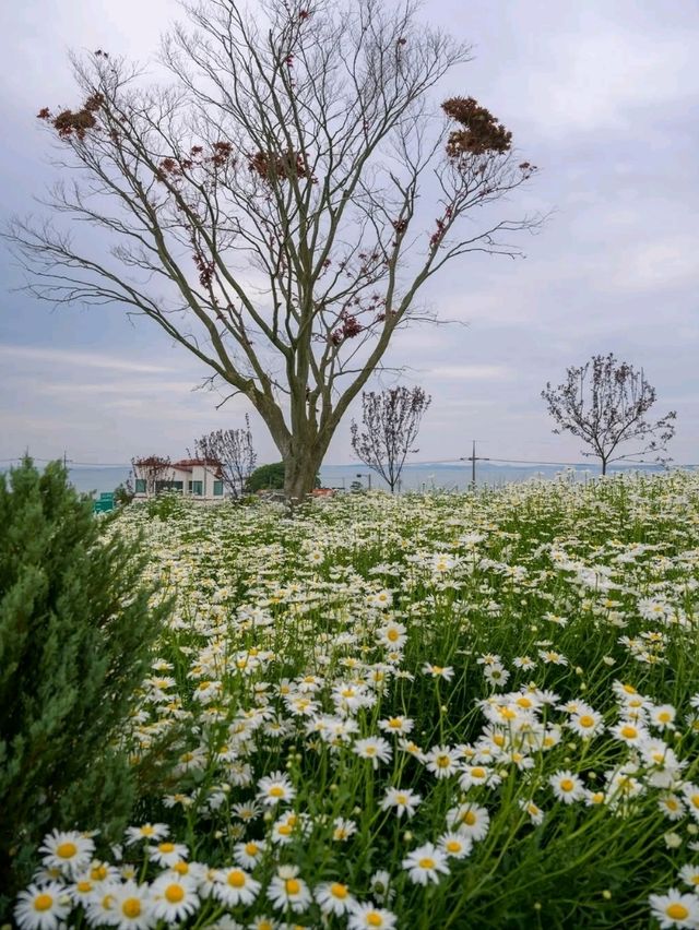 Flower-Filled Bliss in Hongseong