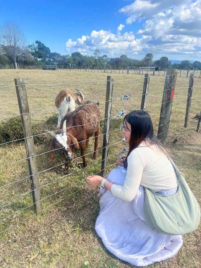 🇳🇿 Fluffy Friends & Open Fields – A Day at Ambury Regional Park