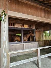 伊勢神宮內宮漫步記，馬匹、神社與清潭水🐎⛩️💧