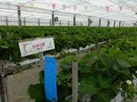 🍓 Berry Fun at Chura Ichigo Itoman House – Strawberry Picking in Okinawa!