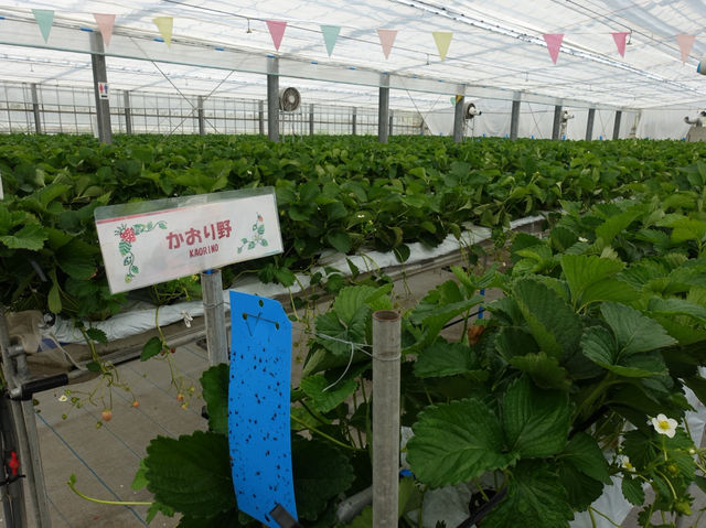 🍓 Berry Fun at Chura Ichigo Itoman House – Strawberry Picking in Okinawa!