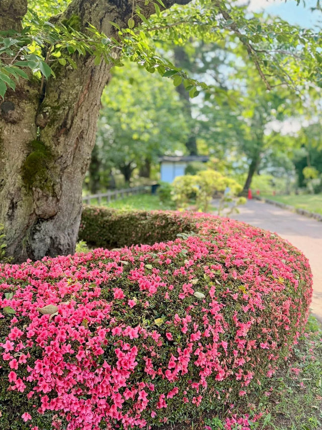 Hirosaki Castle: Where Samurai Meets Cherry Blossom Chaos (And You Get the Perfect Pic)"** 🏯🌸  
