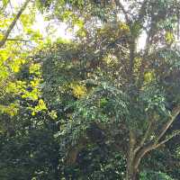 Treetop Walk at HortPark (Free & short trail)