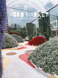 A Bloom Lover’s Paradise: Agro Market Cameron Highlands🌸