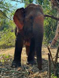 Elephant Hugs and Mud Baths