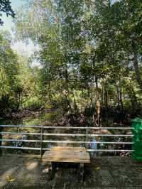 City Mangrove Park – A Perfect Summer Escape into Nature